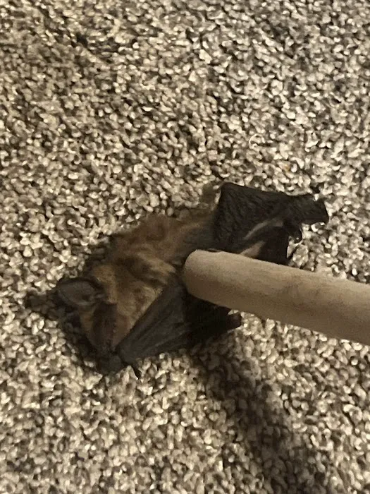 Avoca Veterinary Clinic Picture 6