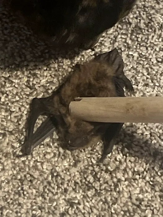 Avoca Veterinary Clinic Picture 9