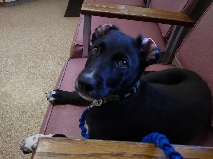 Avoca Veterinary Clinic Picture 10