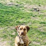 Afton Veterinary Clinic