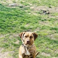 Afton Veterinary Clinic ico