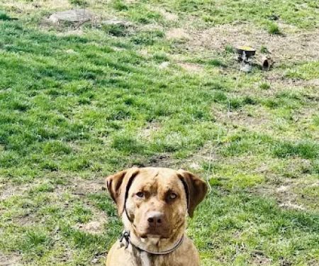 Afton Veterinary Clinic