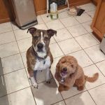 Tri County Veterinary Services