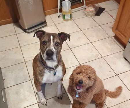 Tri County Veterinary Services