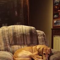 Tri County Veterinary Services ico