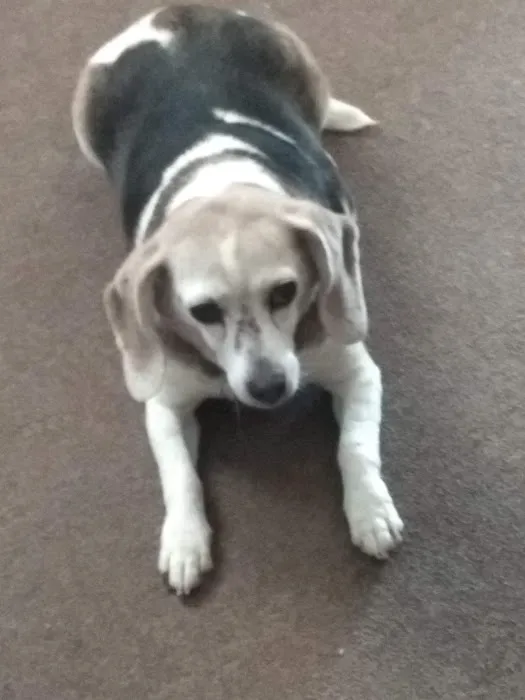 Southern Hills Veterinary Services Picture 1