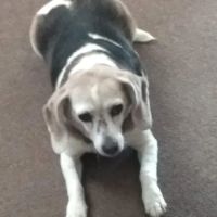 Southern Hills Veterinary Services ico