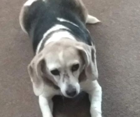 Southern Hills Veterinary Services