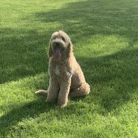 Honey Creek Veterinary Hospital ico