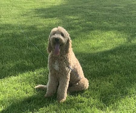 Honey Creek Veterinary Hospital