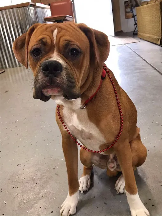 Honey Creek Veterinary Hospital Picture 8