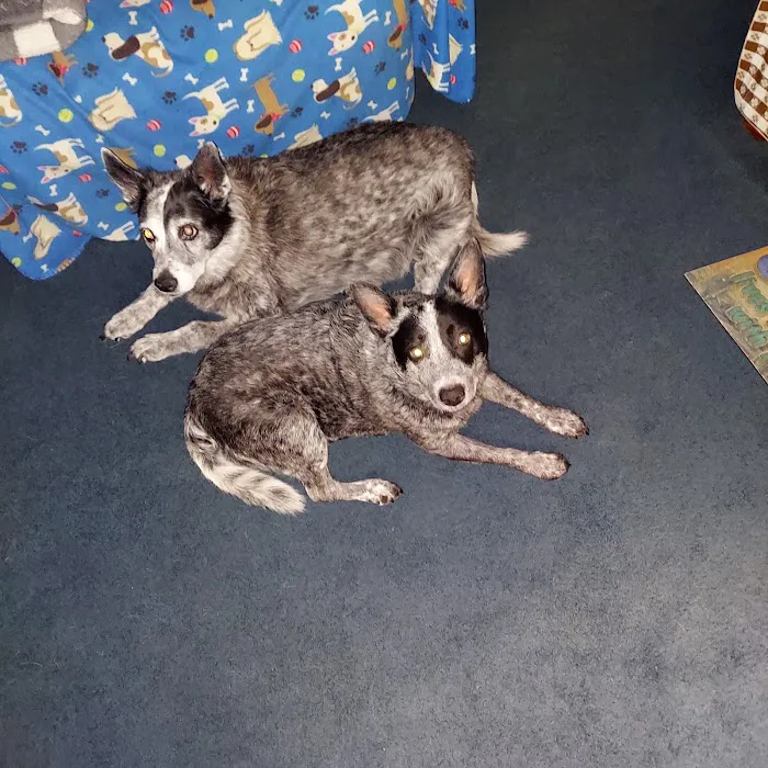 Honey Creek Veterinary Hospital Picture 6