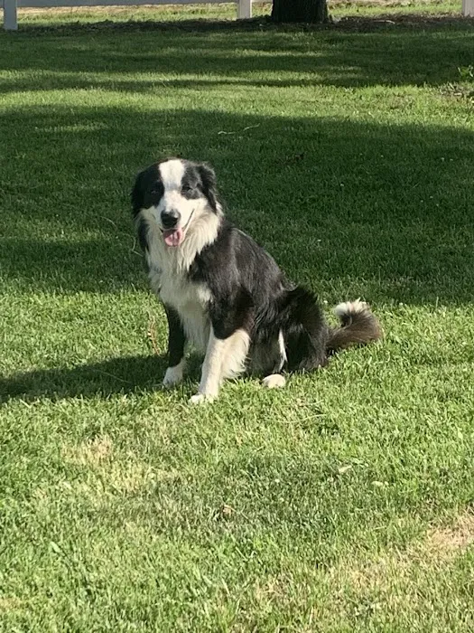 Honey Creek Veterinary Hospital Picture 5