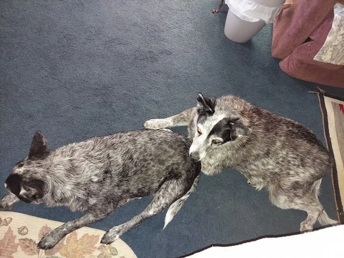 Honey Creek Veterinary Hospital Picture 7