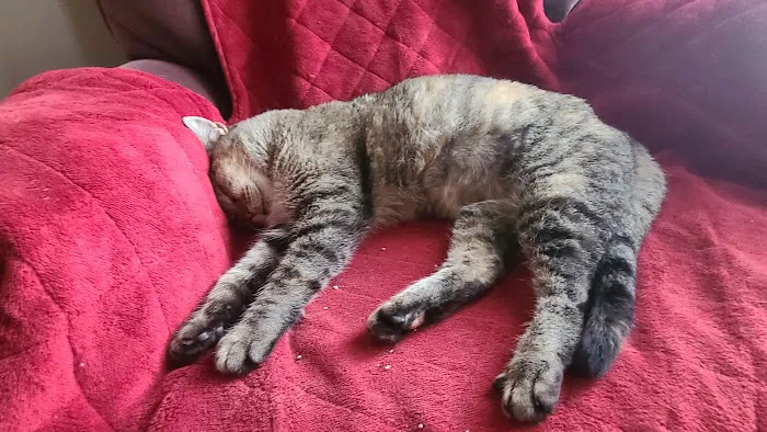 Honey Creek Veterinary Hospital Picture 10