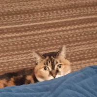 Macon Veterinary Clinic ico