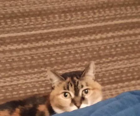 Macon Veterinary Clinic