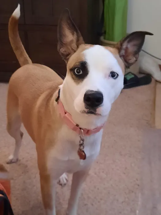 Macon Veterinary Clinic Picture 2