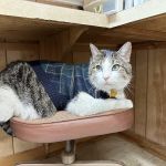 Albion Veterinary Clinic