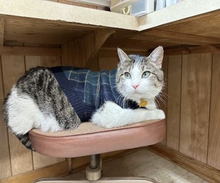 Albion Veterinary Clinic