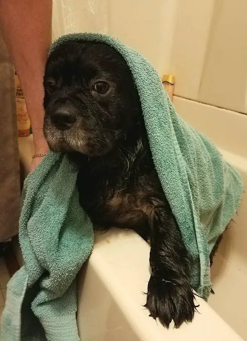 Albion Veterinary Clinic Picture 5