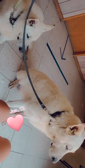 Albion Veterinary Clinic Picture 9