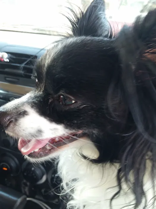 Albion Veterinary Clinic Picture 8