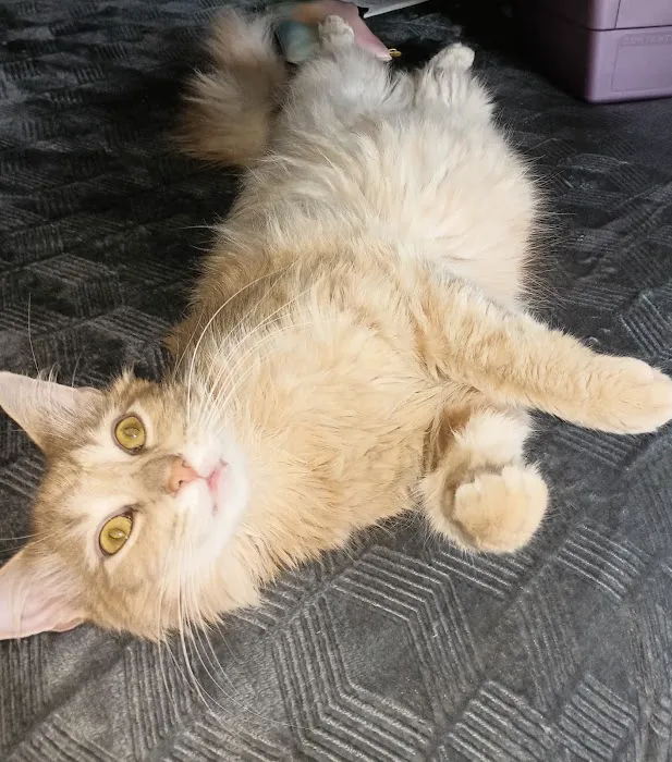 Albion Veterinary Clinic Picture 10