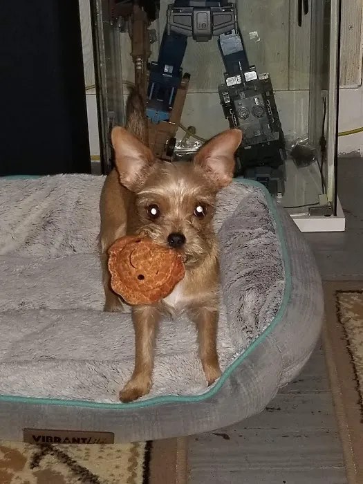 Countryside Veterinary Clinic Picture 3