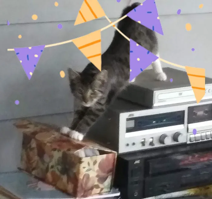 Countryside Veterinary Clinic Picture 1