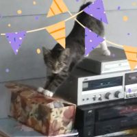 Countryside Veterinary Clinic ico