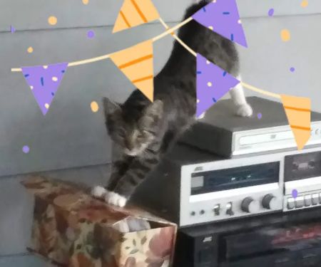 Countryside Veterinary Clinic