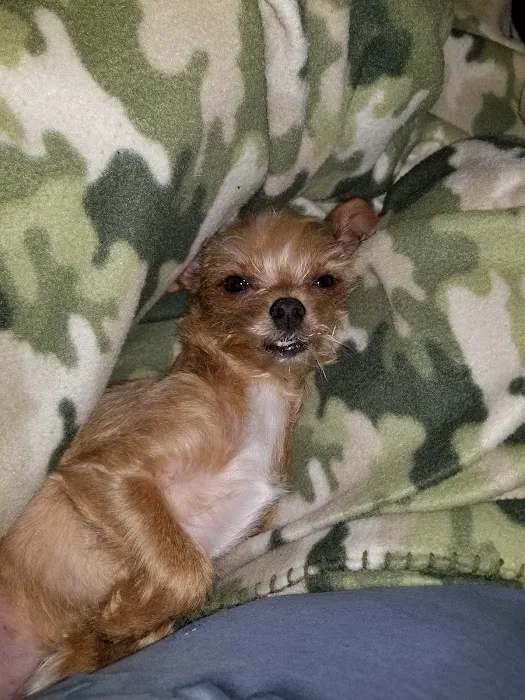 Countryside Veterinary Clinic Picture 4