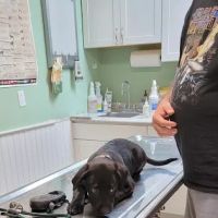 Three Rivers Veterinary Clinic ico