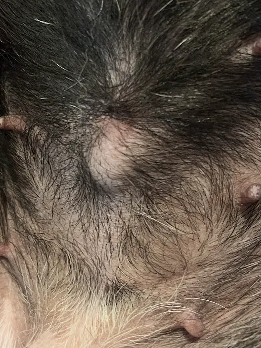 Three Rivers Veterinary Clinic Picture 4