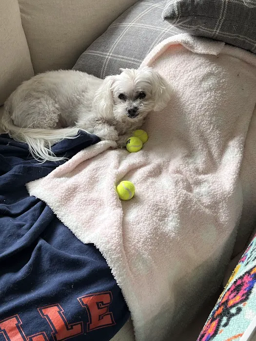 Troop Veterinary Services Picture 3