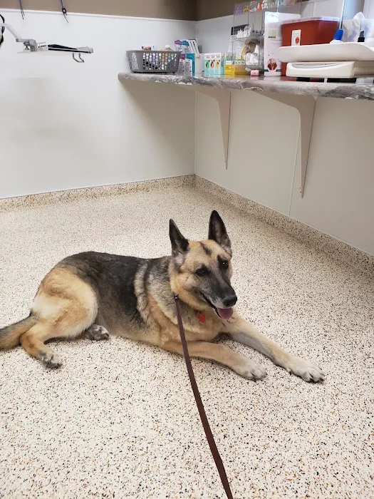 Troop Veterinary Services Picture 2