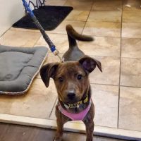 Troop Veterinary Services ico