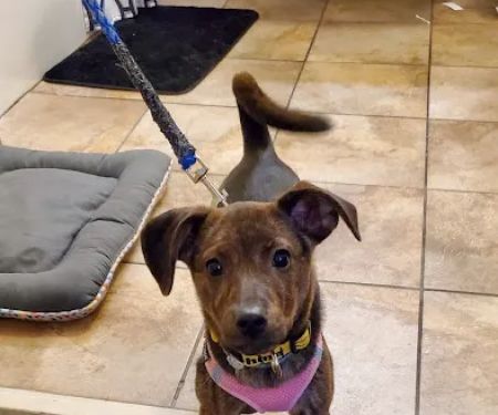 Troop Veterinary Services