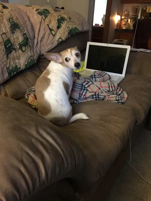 Troop Veterinary Services Picture 4