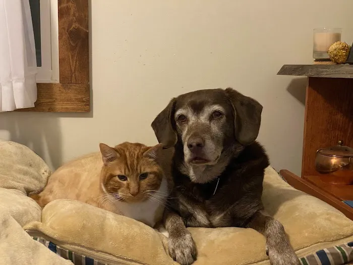 Troop Veterinary Services Picture 8