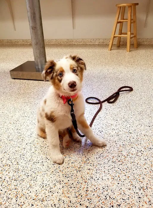 Troop Veterinary Services Picture 6