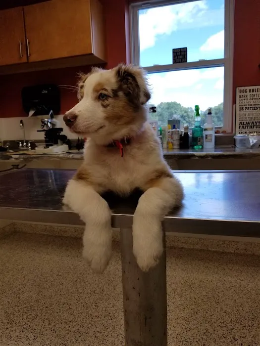 Troop Veterinary Services Picture 9