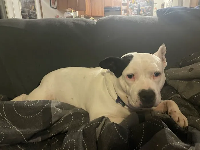 Troop Veterinary Services Picture 10