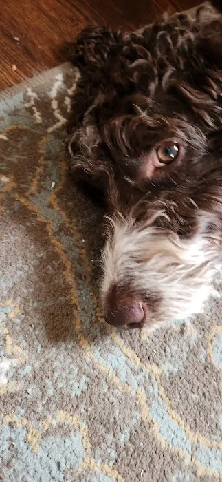 Gallatin Co Veterinary Services Picture 3