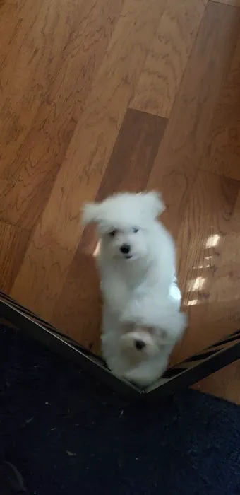 Gallatin Co Veterinary Services Picture 1