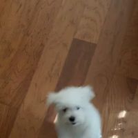 Gallatin Co Veterinary Services ico