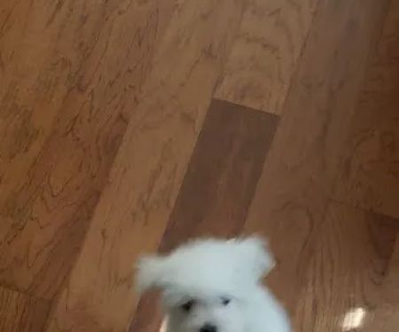 Gallatin Co Veterinary Services