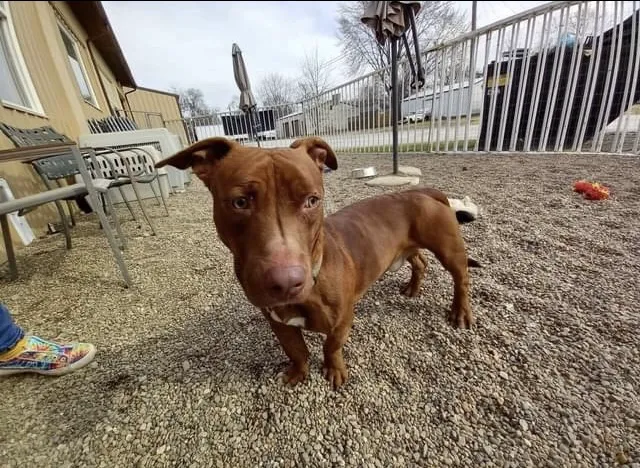 Gallatin Co Veterinary Services Picture 4