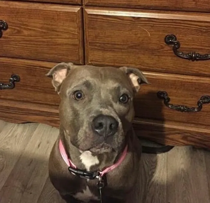 Gallatin Co Veterinary Services Picture 6